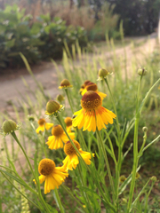 Helenium mexicanum