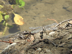Phanogomphus kurilis