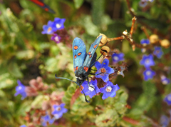 Zygaena lavandulae
