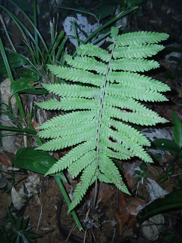 Variable maiden fern (Christella hispidula)