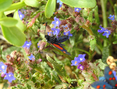 Zygaena lavandulae