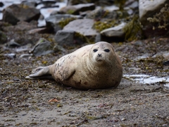 Pagophilus groenlandicus