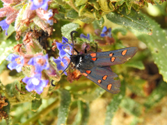 Zygaena lavandulae