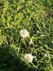 Taraxacum