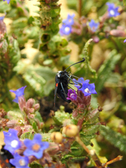 Zygaena lavandulae