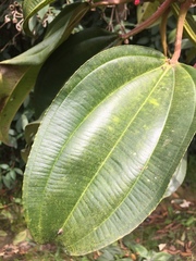 Meriania nobilis