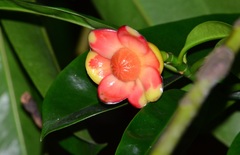 Garcinia atroviridis