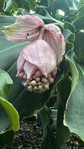 Foto de Orquídea-rosa