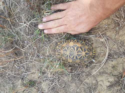 Psammobates geometricus