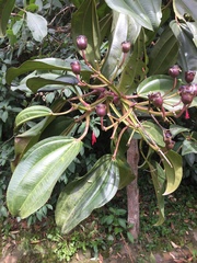 Meriania nobilis