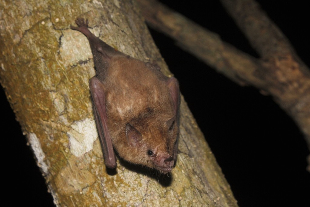 Pallas's Long-tongued Bat