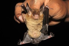 Bauerus dubiaquercus