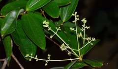 Cinnamomum iners