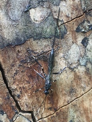 Xorides stigmapterus