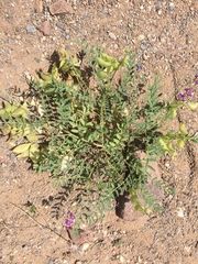 Astragalus allochrous