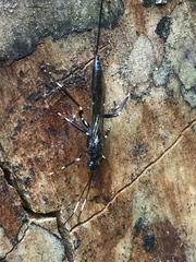 Xorides stigmapterus