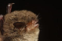 Myotis findleyi