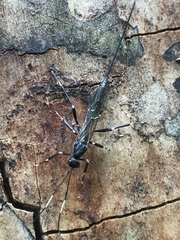 Xorides stigmapterus