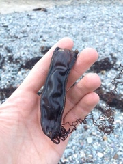 Scyliorhinus stellaris