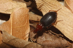 Platynini