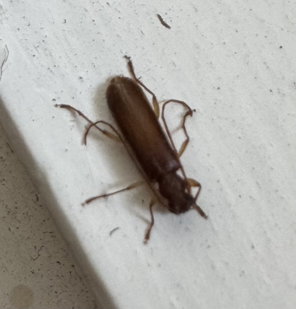 Notoceresium laevigatum