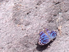 Myscelia ethusa ethusa