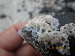 Notomegabalanus algicola