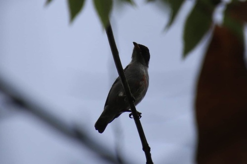 Red-keeled Flowerpecker (Dicaeum australe), photo 10