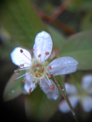 Amelanchier laevis