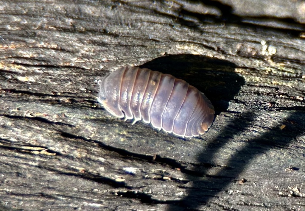 Little Sea Pill Woodlouse from SW 80th Terr, Miami, FL, US on April 26 ...