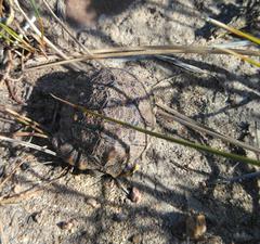 Psammobates geometricus