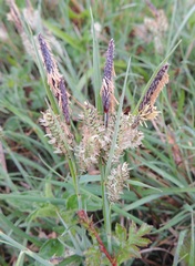 Carex flacca