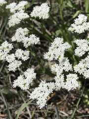 Valerianella amarella