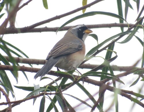 Many-colored Chaco Finch (Saltatricula multicolor), photo 3