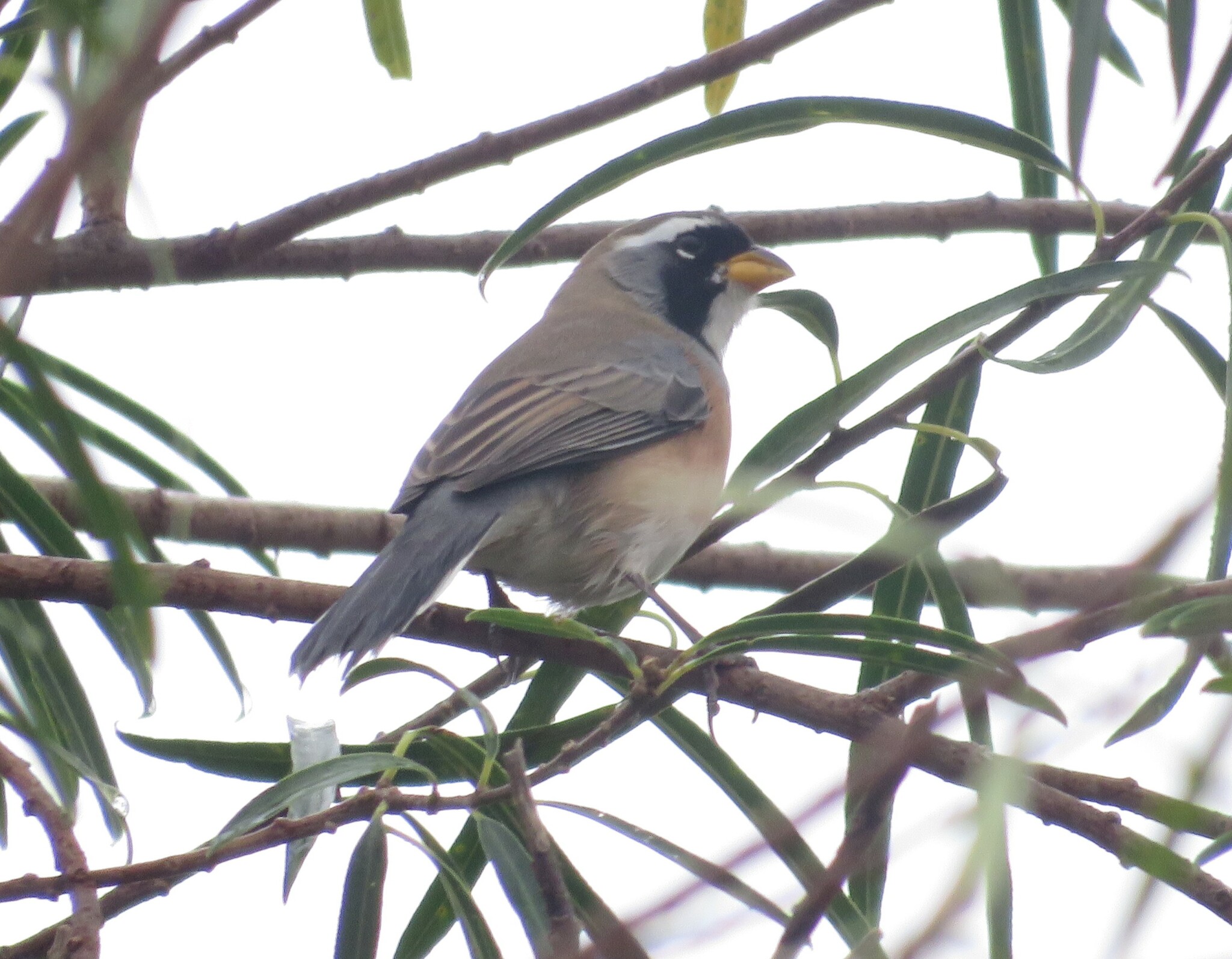 Many-coloured Chaco Finch (Saltatricula multicolor)