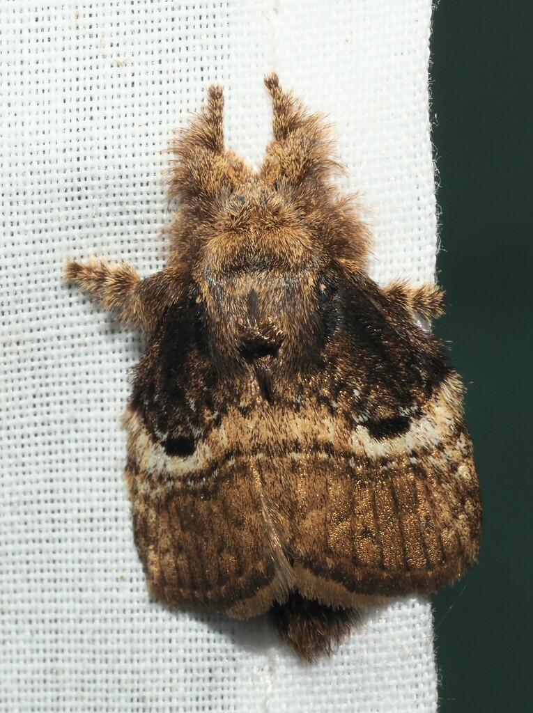 Euglyphis lepta