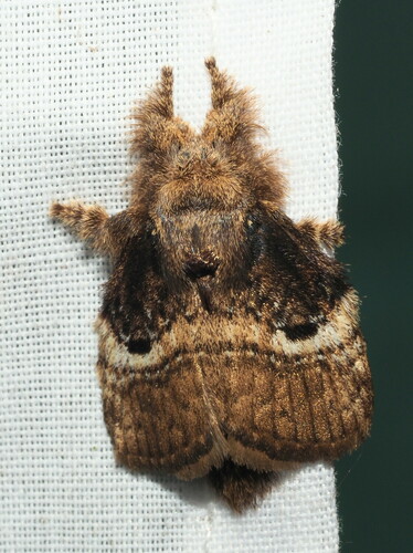 Euglyphis lepta