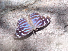 Myscelia ethusa ethusa