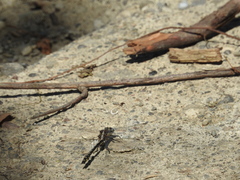 Phanogomphus kurilis