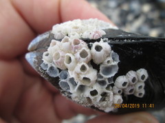 Notomegabalanus algicola