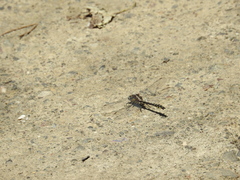 Phanogomphus kurilis