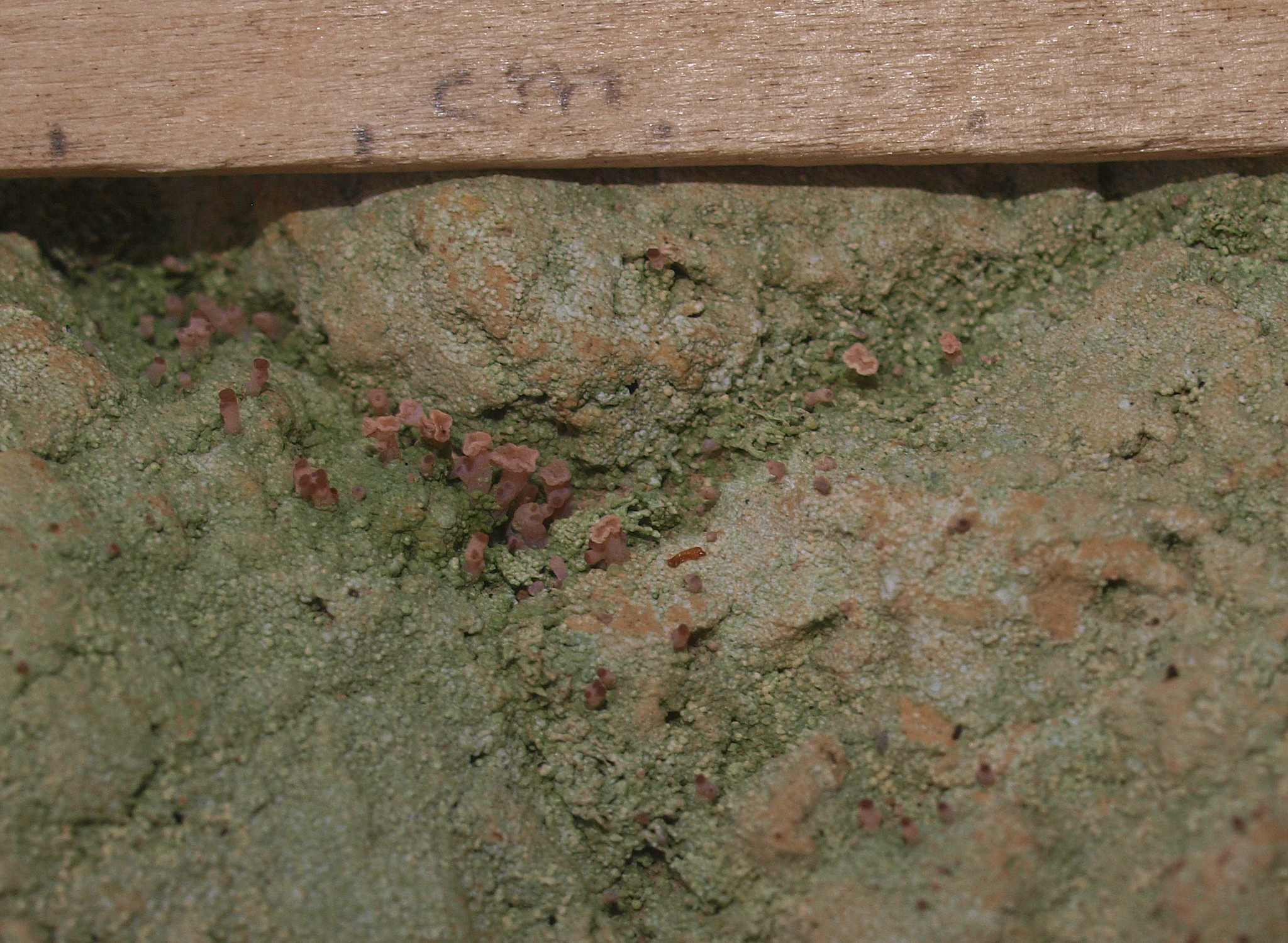 Baeomyces heteromorphus image