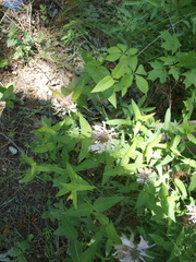 Monarda bradburiana