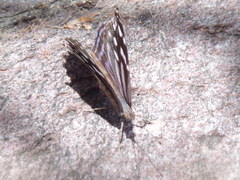 Myscelia ethusa ethusa