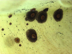 Chrysomphalus pinnulifer