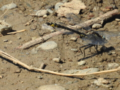 Phanogomphus kurilis