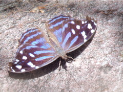 Myscelia ethusa ethusa