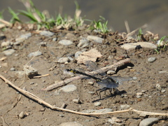 Phanogomphus kurilis