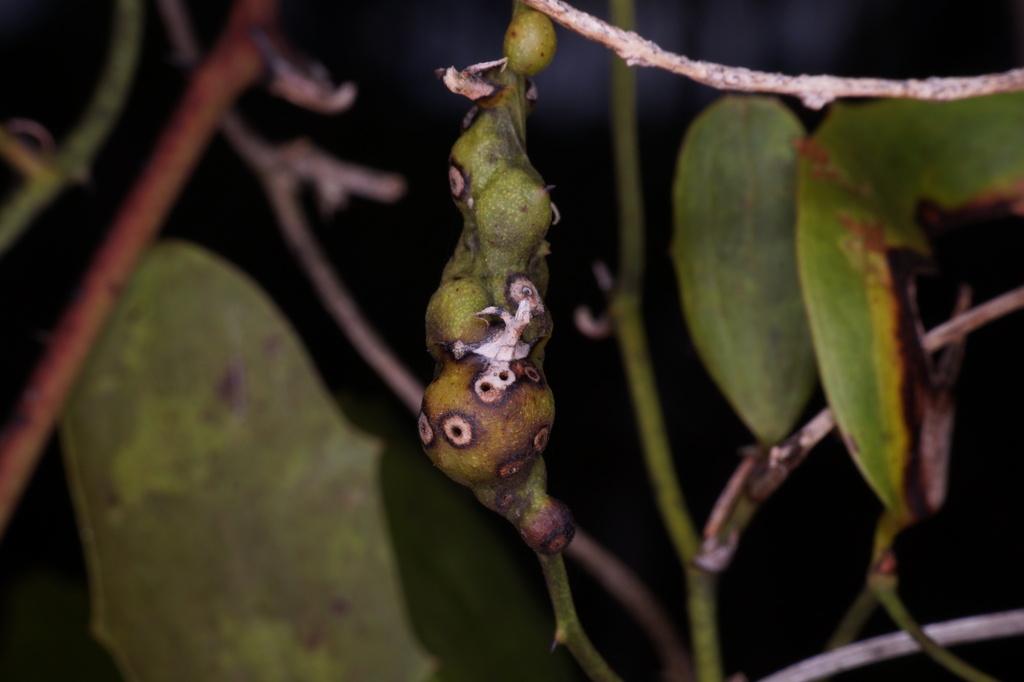 Aprostocetus smilax from Rockdale Pineland Preserve, FL, USA on April ...