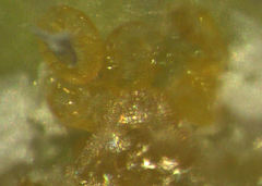 Chrysomphalus pinnulifer